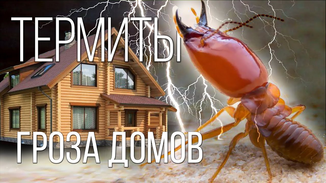 Термиты: Это Вам Не Муравьи | Интересные факты про термитов