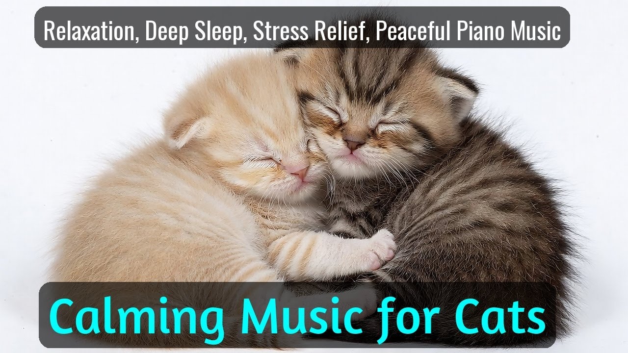 LIVE Cozy Kitten Nap Video for Deep Relaxation 😴 | Season 81