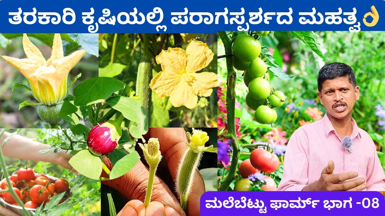 ಕೃಷಿ ಲೋಕದ ಕೌತುಕ ಪರಾಗಸ್ಪರ್ಶ‼️ನಾವು ಮಾಡಬಹುದು ನಿಮ್ಮ ತರಕಾರಿ ಗಿಡದಲ್ಲಿ ಕಾಯಿ ನಿಲ್ಲುತ್ತಿಲ್ಲವೇ ⁉️@ಪ್ರಕಾಶ ಜೋಶಿ