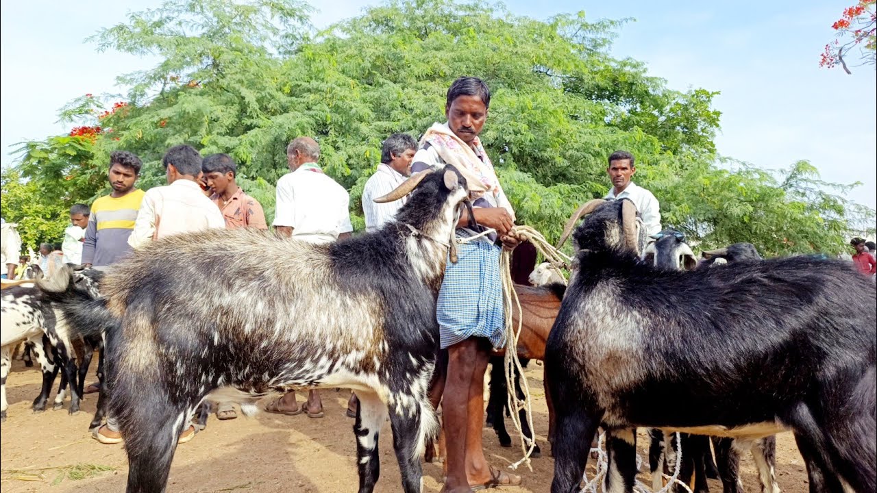 ఉమ్మడి ఆంధ్రప్రదేశ్ తెలంగాణలో అతిపెద్ద సంతగా పేరుగాంచిన పెబ్బేరు సంతలో మేకపోతుల ధరలు-biggest goats🐐🐐
