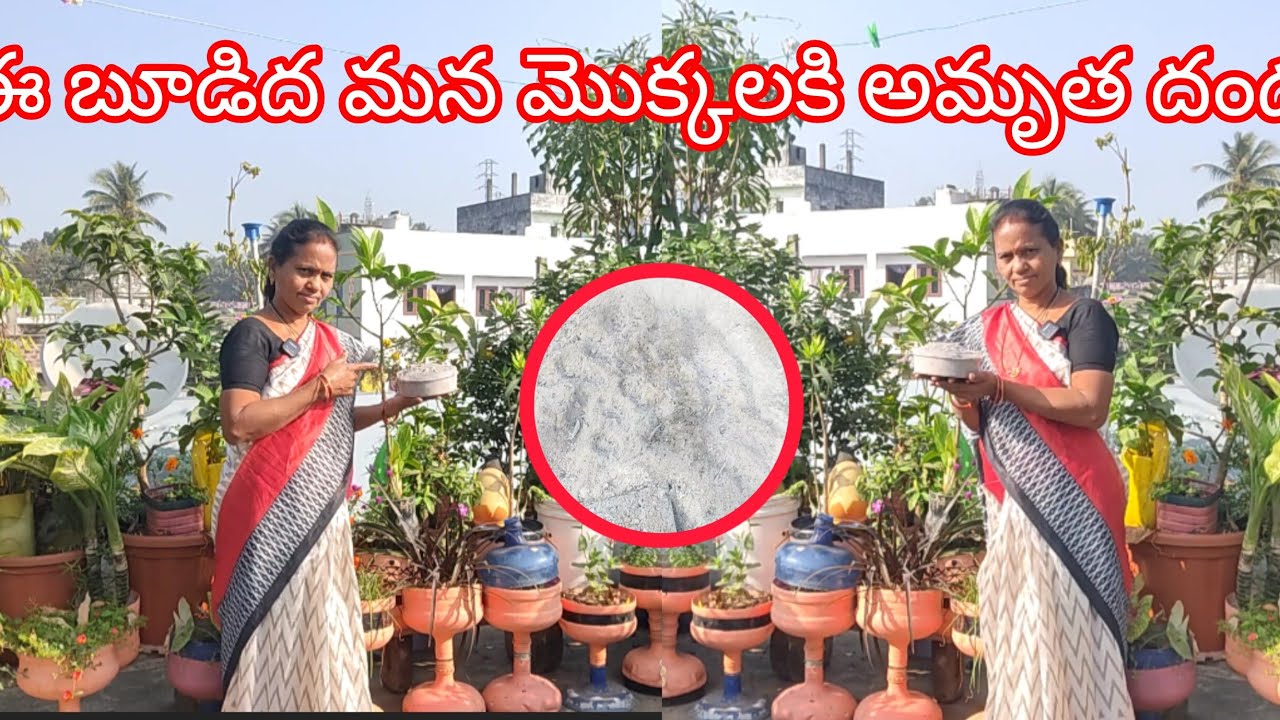 భోగి మంటల్లో బూడిద మొక్కలుకి పోషకాలు#మాబుజ్జితోటఛానల్ #status