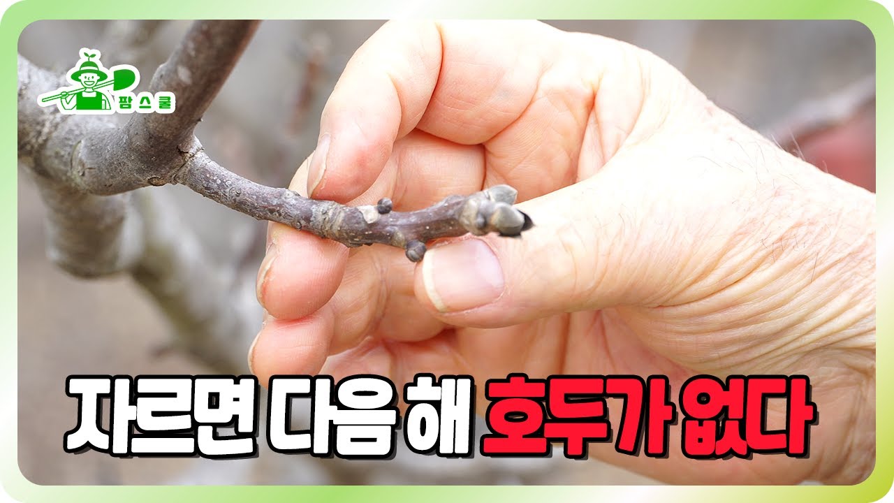 호두나무 정지전정하지 않아도 되는 이유!! ㅣ 내년에 호두가 없을지도 몰라요