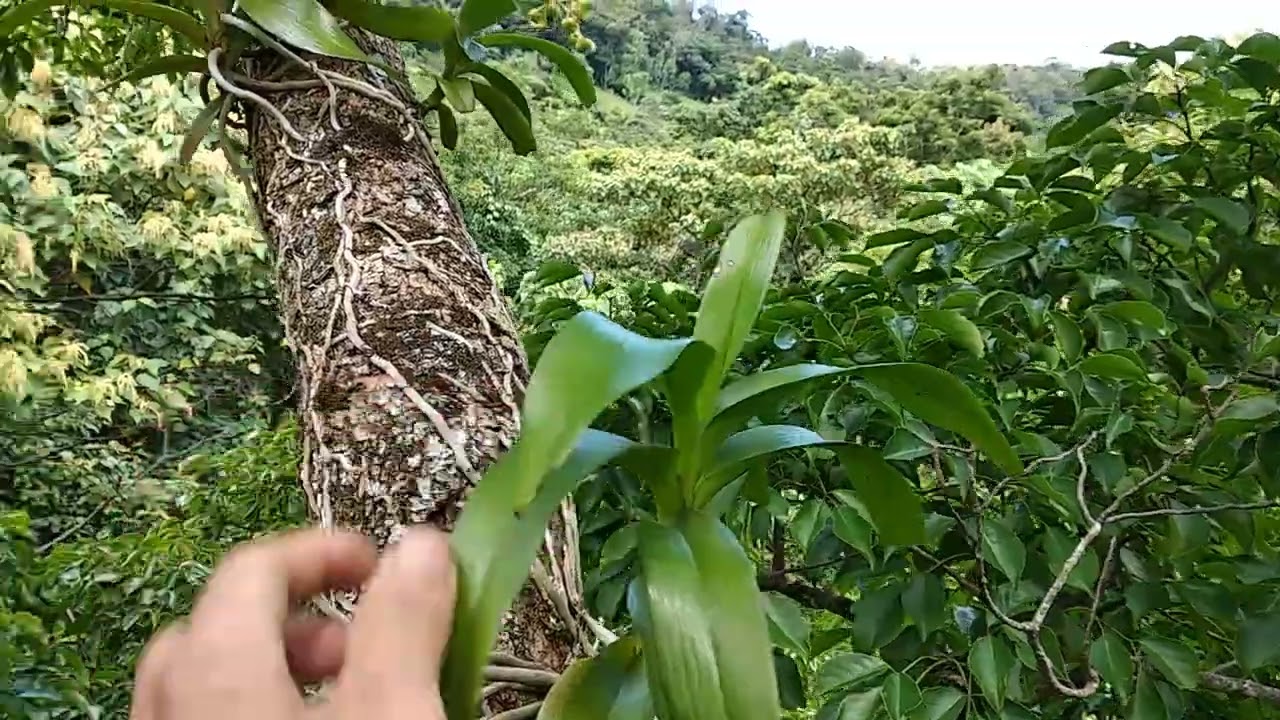 lan quế th&aacute;ng 8 tự trong rừng