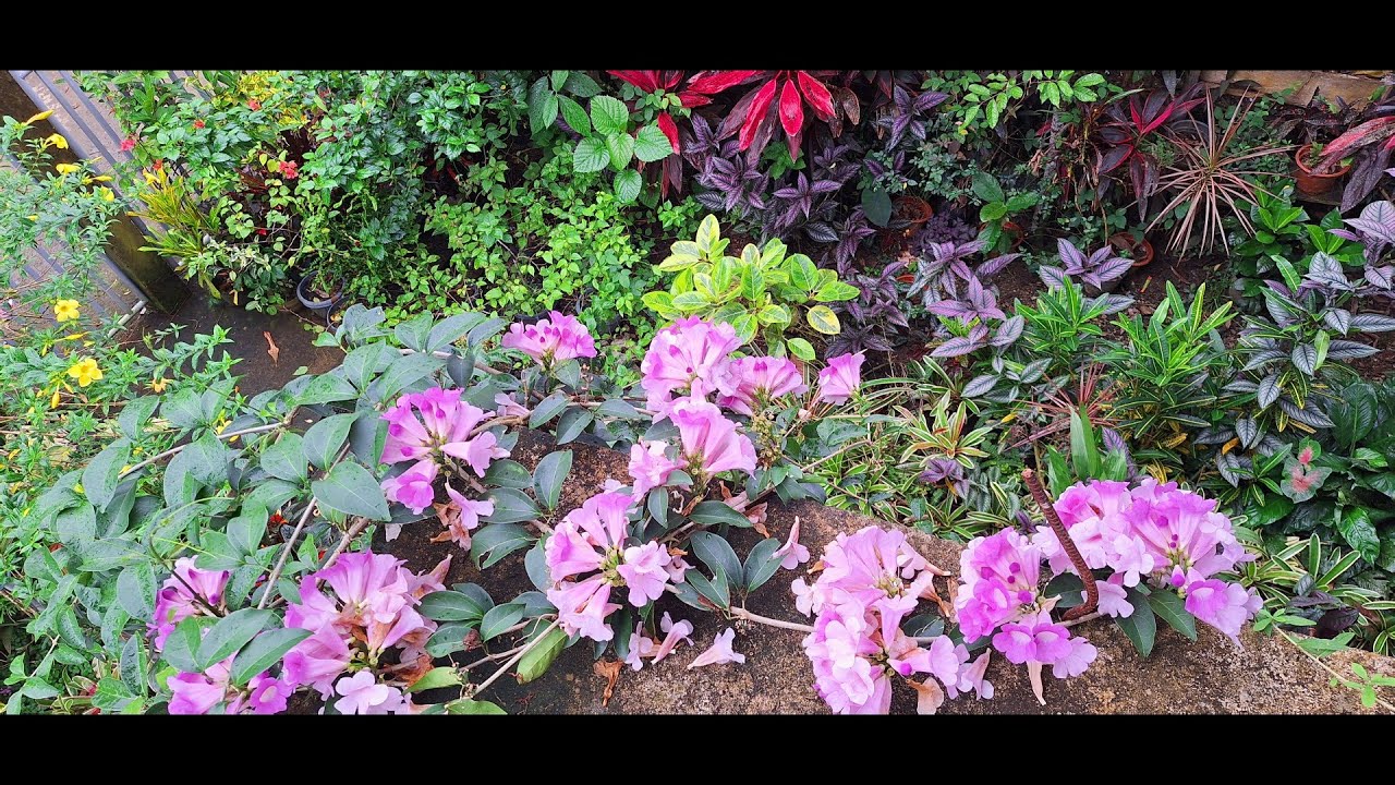 MY JANUARY GARDEN AFTER 4 MONTHS  LEAVE MY TINY HOUSE IT LOOK LIKE NICE