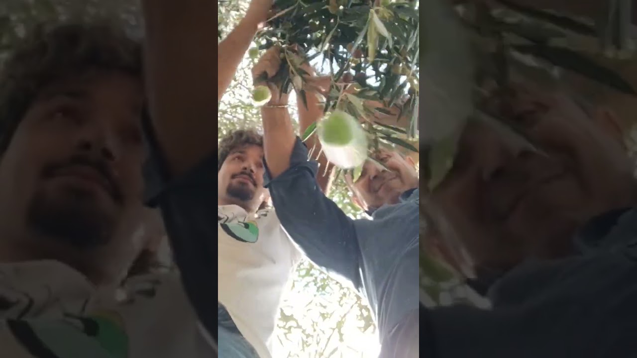 Raccolta delle olive. ... #oliveoil #olive #olio #raccoltaolive #campagna