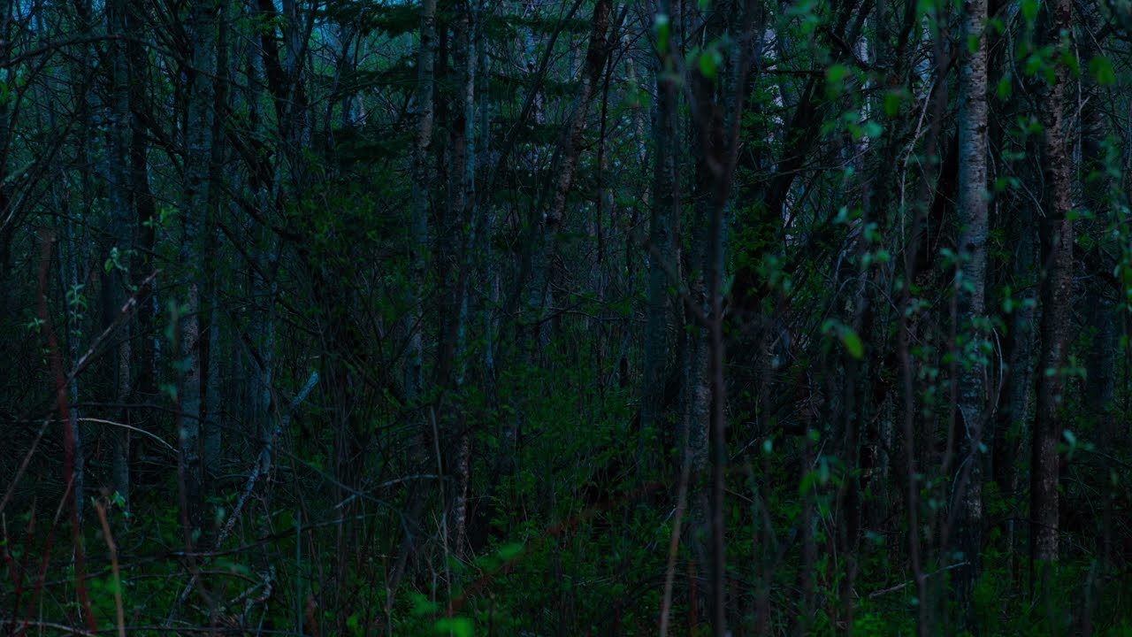 Field recording of Boreal Forest at Night. Frogs. Coyotes. White noise. MixPre3 II & LOM Usi Pro.