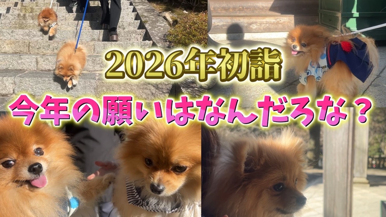【初詣】ポメラニアン兄弟と初詣に行ってきました！【2026正月】