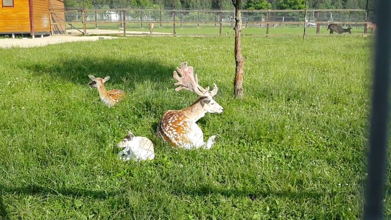 Пятнистый олень   Sika deer  spotted deer