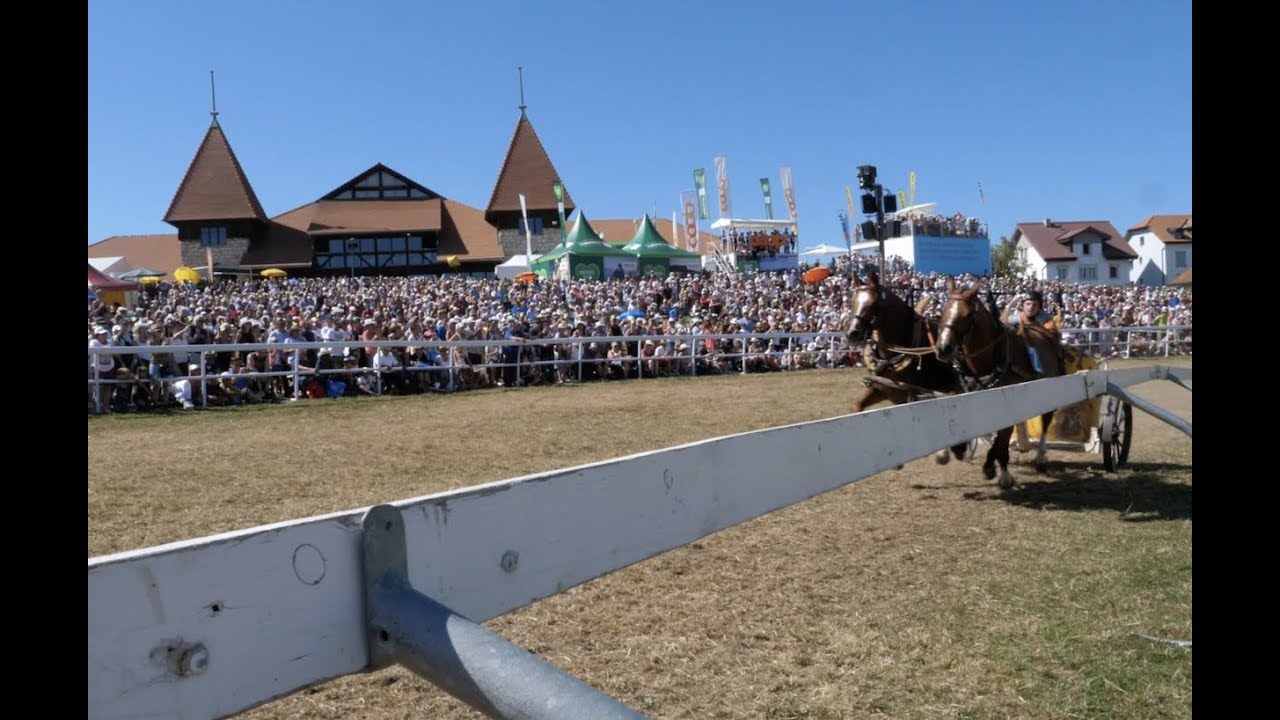 Revivez le dimanche du Marché-Concours 2018 !