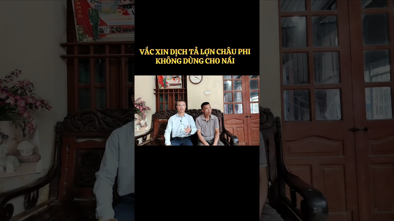 Heo nái sử dụng vắc xin ASF AVAC ASF LIVE – 7 lứa liên tiếp ổn định, và cái kết nhiều người bất ngờ