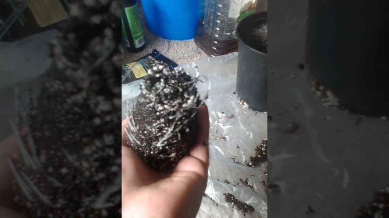 How to get nice roots great white
