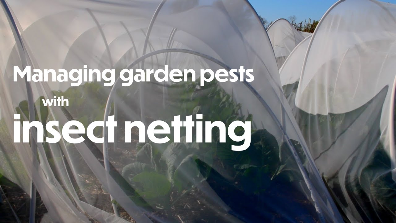 Managing Fruit and Veggie Pests Proactively with Insect Netting | Farm your Yard