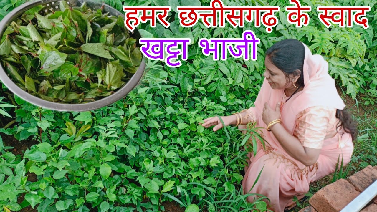 खट्टा भाजी हमर छत्तीसगढ़ के सब से प्रसिद्ध स्वाद||cg bhaji recipe ||cg vloggar mamta||cgfoodvloggar 