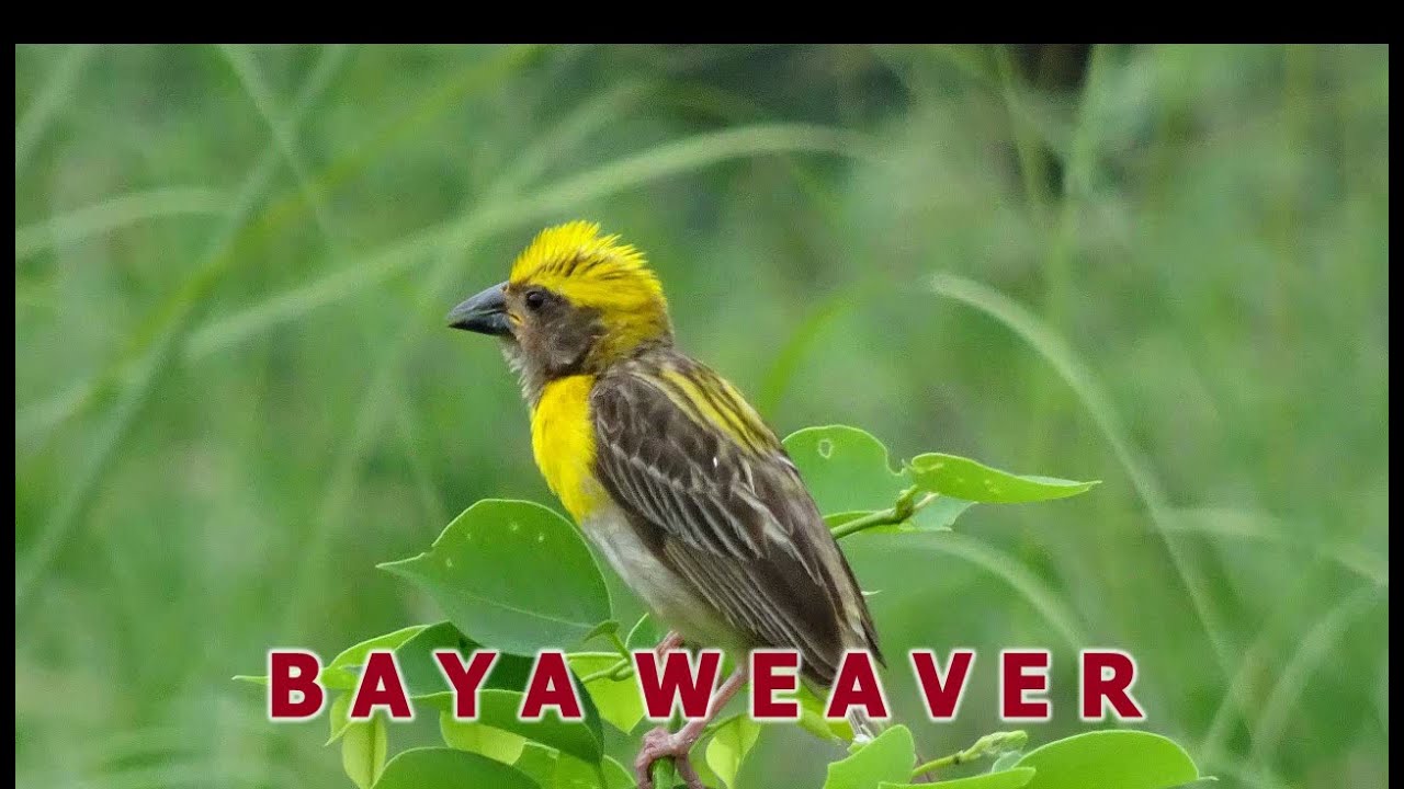 Baya Weaver