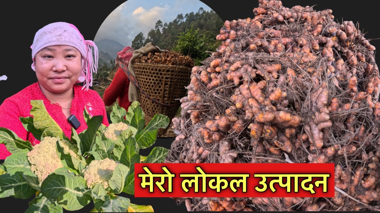 वर्षैभरी पैसो बच्ने भयो, यस्तो राम्रो फलेसी नि! village life\local harvesting time\