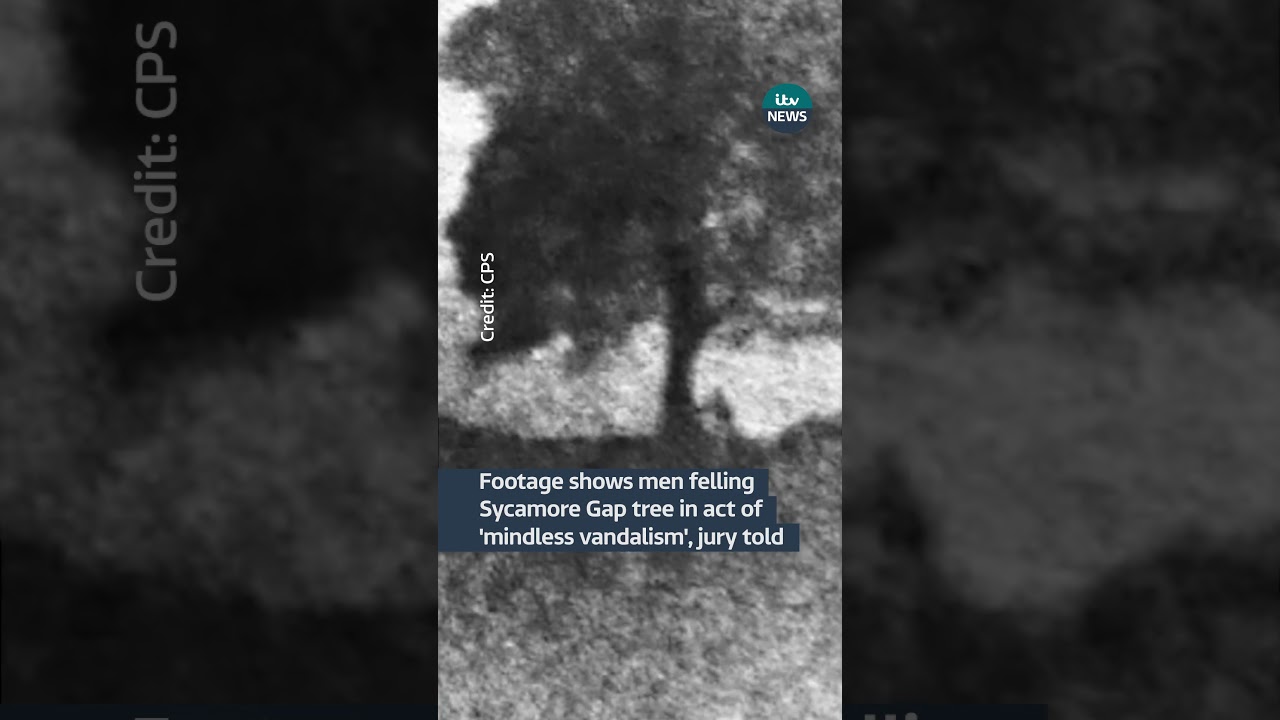Footage shows men felling Sycamore Gap tree in act of 'mindless vandalism', jury told | ITV News