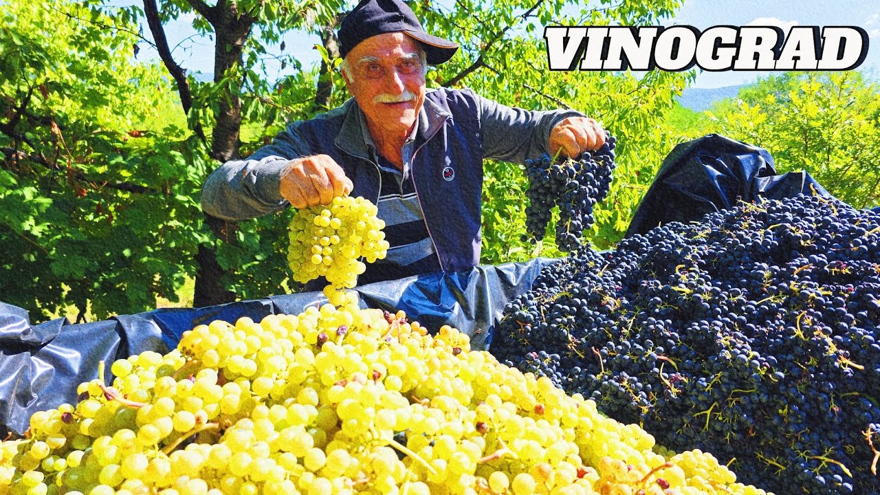 DRAGI CRNI PRAVI DOMAĆE VINO! *bere grožđe*