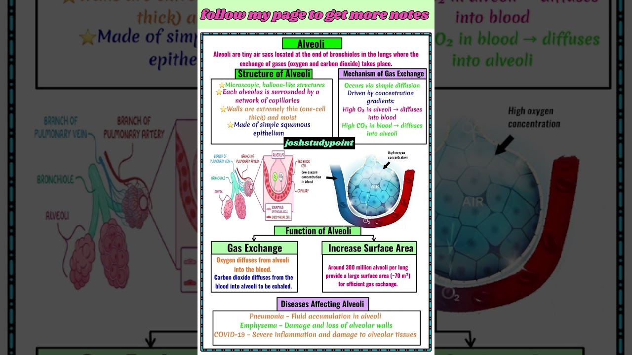 Alveoli &ndash; the tiny air sacs of lung