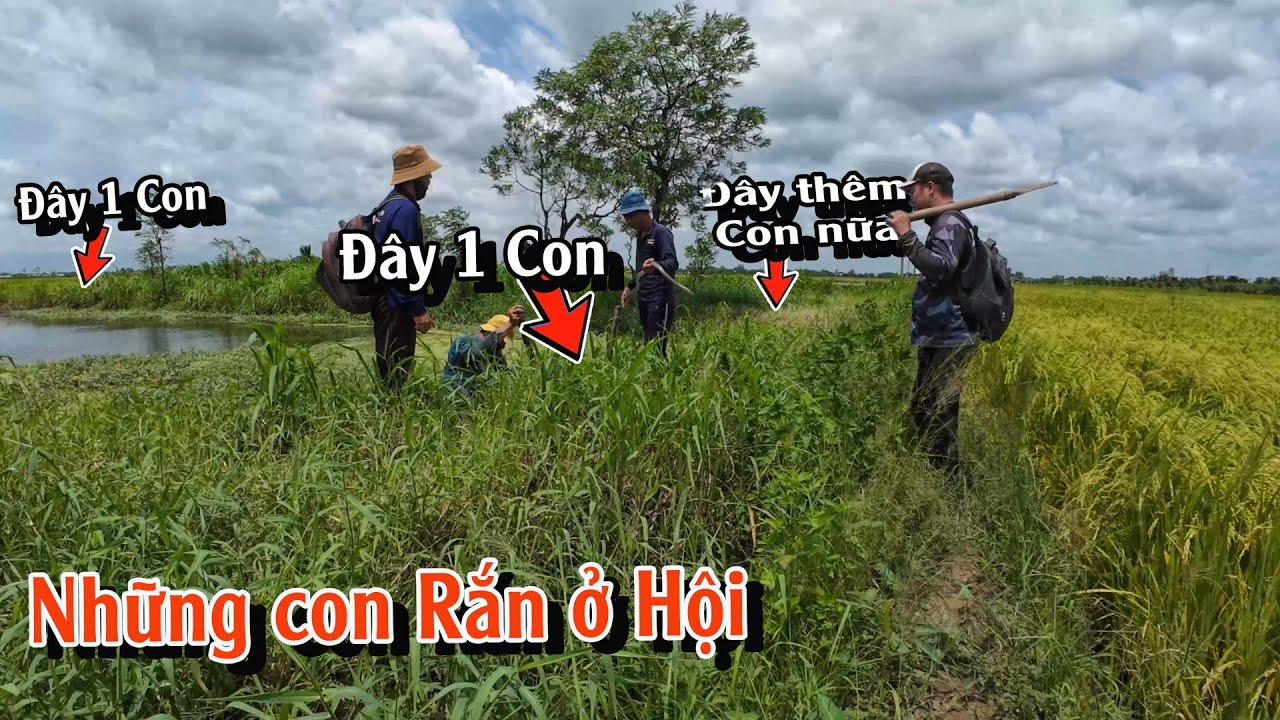 Những con Rắn cùng hội lại một chỗ | TGSB #970