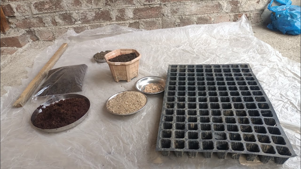 Adenium Seeds Experiment 🌸 | 9 Different Soil Mix Test | Part 1