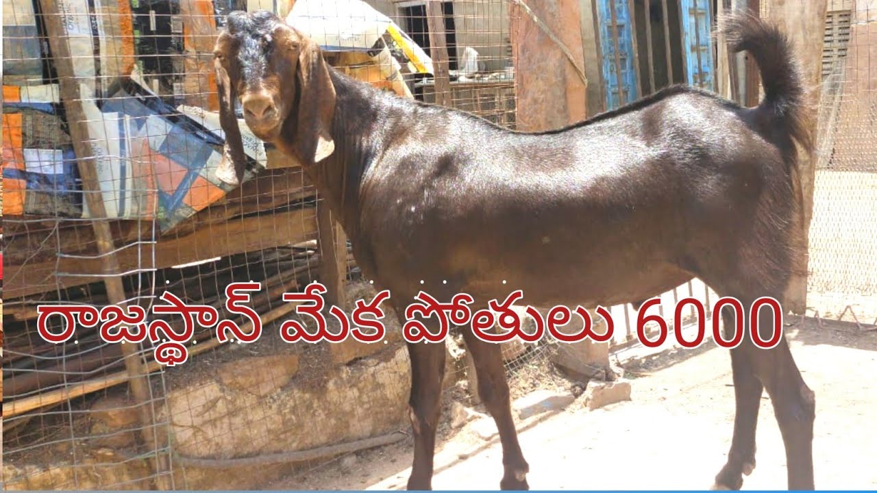 Rajasthan Goats 78780 36312 #proddaturtraveller #Rajasthangoats #shirohigoats #santha