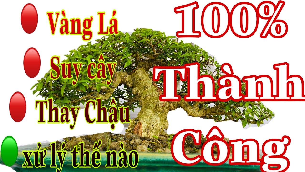 mai chiếu thủy bị vàng lá suy cây và cách khắc phục | thay chậu cây bonsai để chơi tết 2022