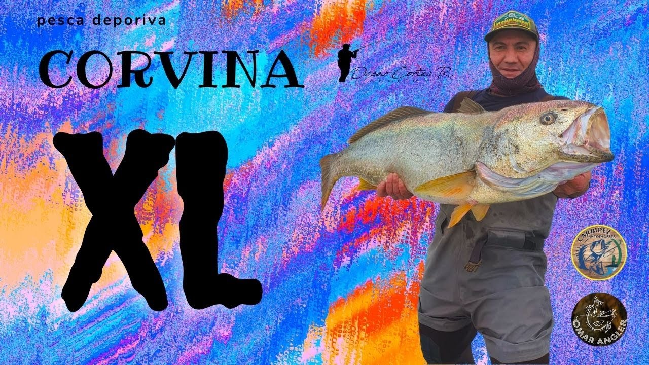 Pesca en Antofagasta-55, pesca de corvina de 14,1 kg, en los correntones.