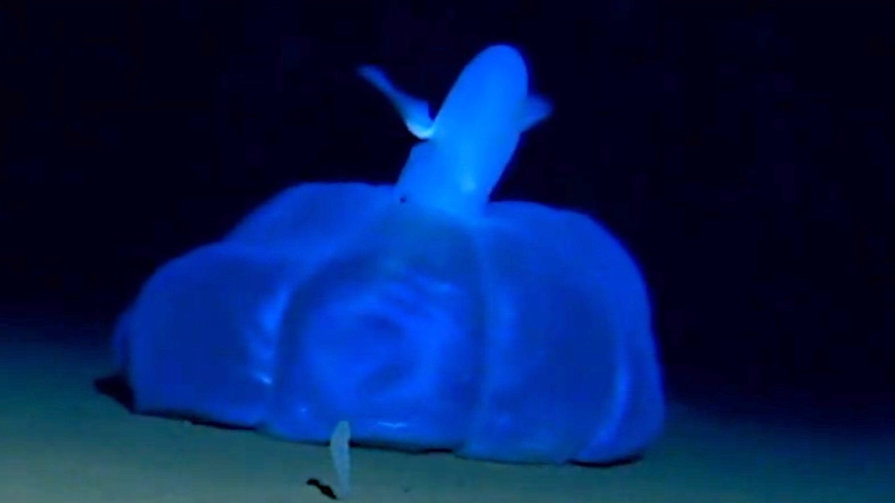 7 Strange Deep Ocean Squid & Octopus Encounters Caught on Camera by ROVs