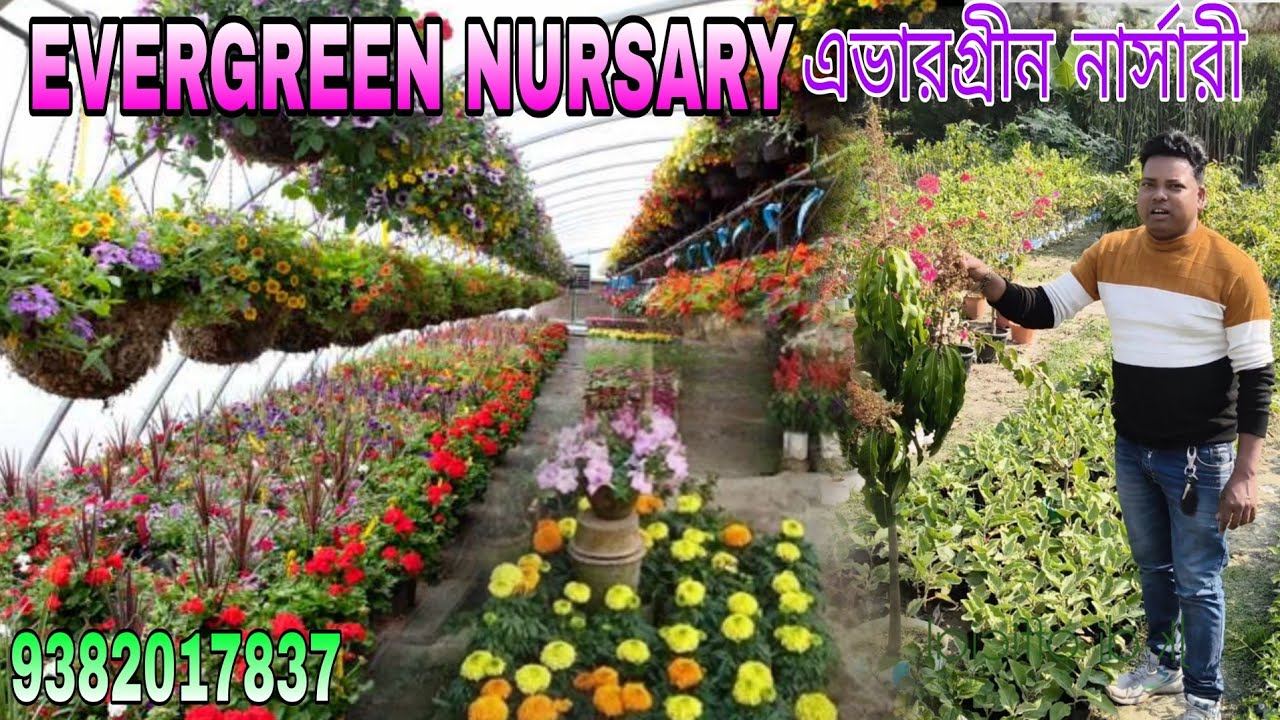 নার্সারি ভিডিও nursery video ফুল গাছের নার্সারি ফুল গাছের বাগান নার্সারি বাগানের ভিডিও কুলতলী বাজার 