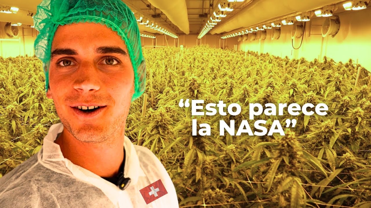 Visitamos la MEJOR plantaci&oacute;n INDOOR de cannabis en Europa