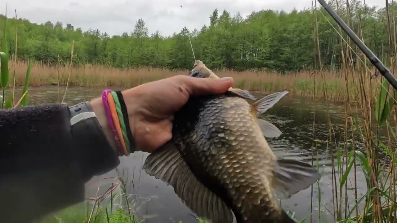 Bandom lyną!