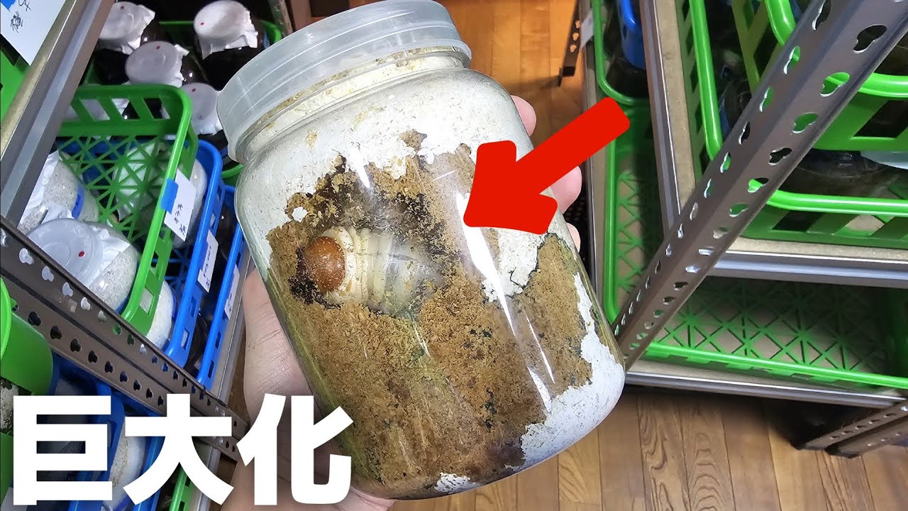 菌糸ビンに3ヶ月入れた幼虫を掘り返したら爆発しそうになってた
