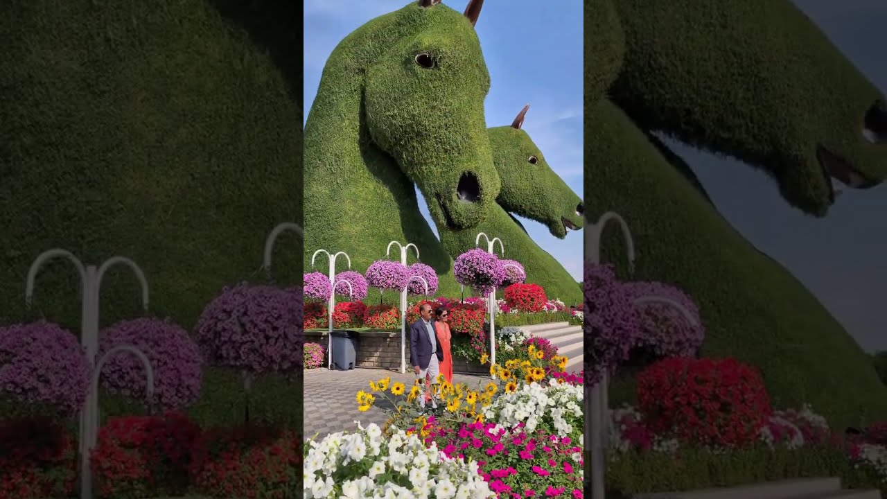 Дубай-цветочный город/Парк цветов/Miracle Garden #miracle #dubai #oea #travel #дубай #цветы #оаэ 