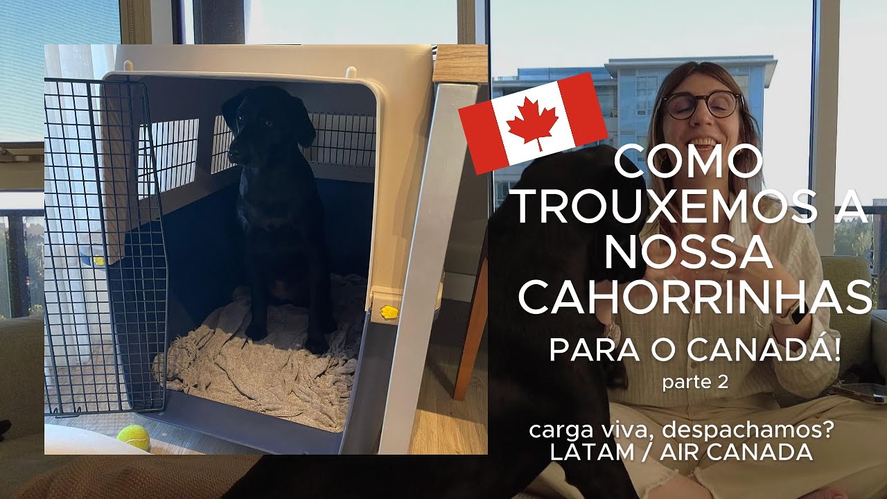 VIAJANDO COM PET DO BRASIL PARA O CANADÁ, DESPACHAMOS? AIR CANADA, LATAM