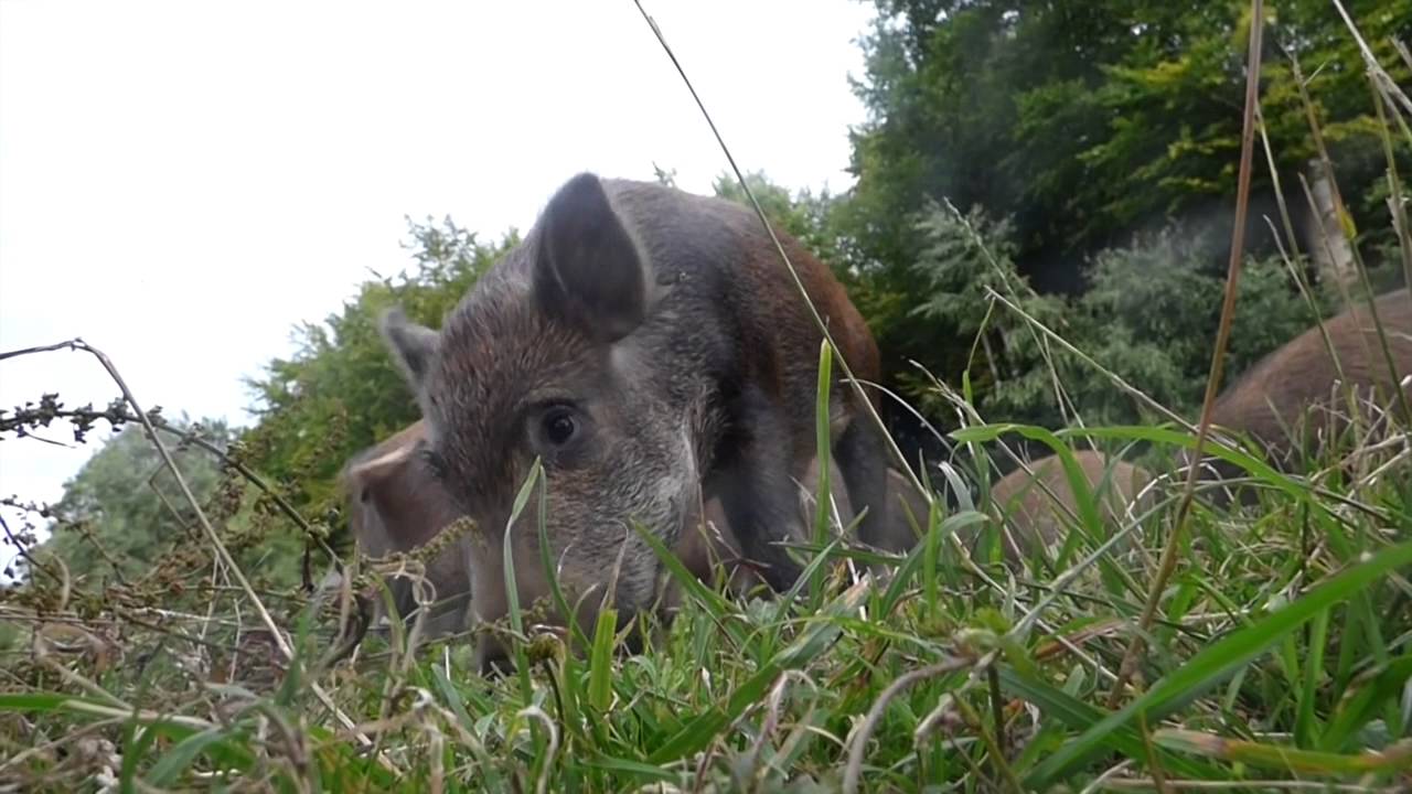 Wild Boar in the Forest of Dean