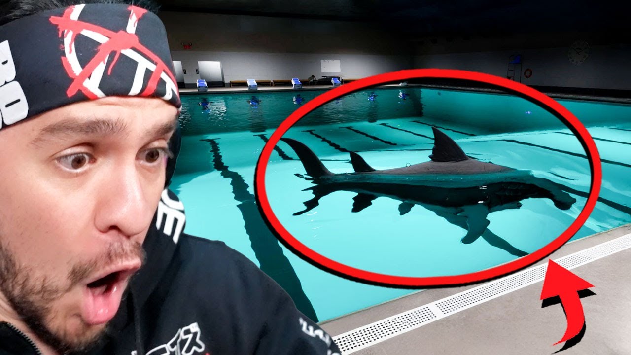 Face your Fears - Sharks and Minnows