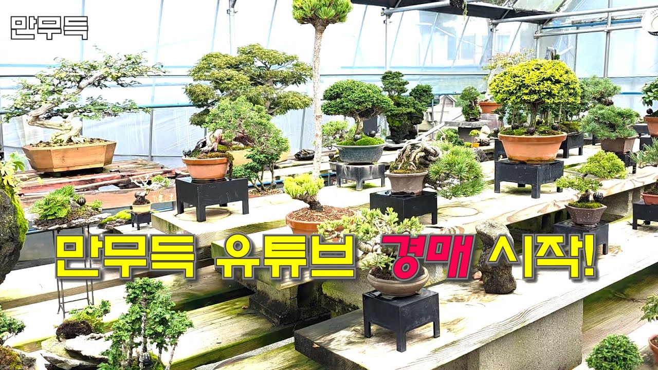 만무득 유튜브 경매 시작!