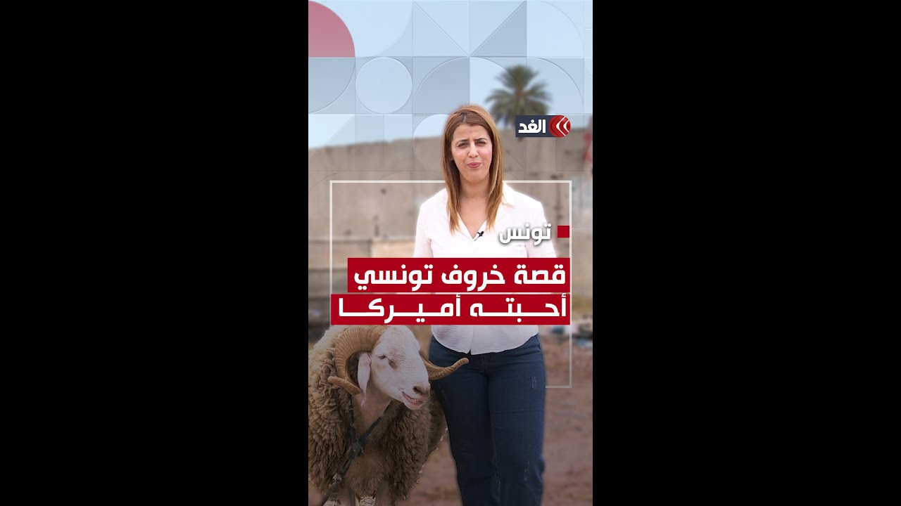 خروف تونسي تنافست 35 ولاية أميركية على شرائه