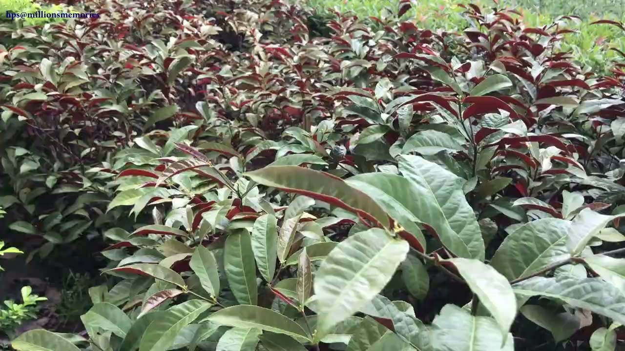 Excoecaria cochinchinensis (Chinese Croton) #tropical #crotons 💕⚡🎨🎋🌿👲🏻🥻