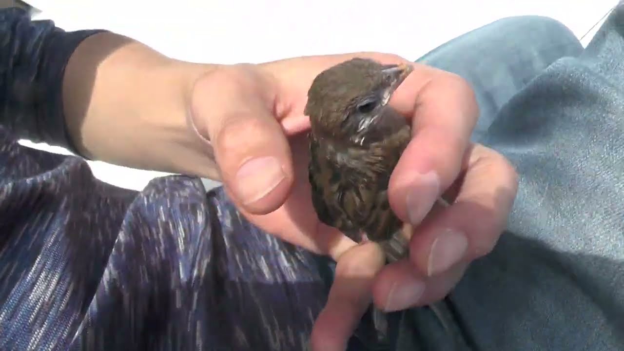 ベランダ暮らしを始めたスズメの雛。体に飛び乗ってくる。(保護14日目)