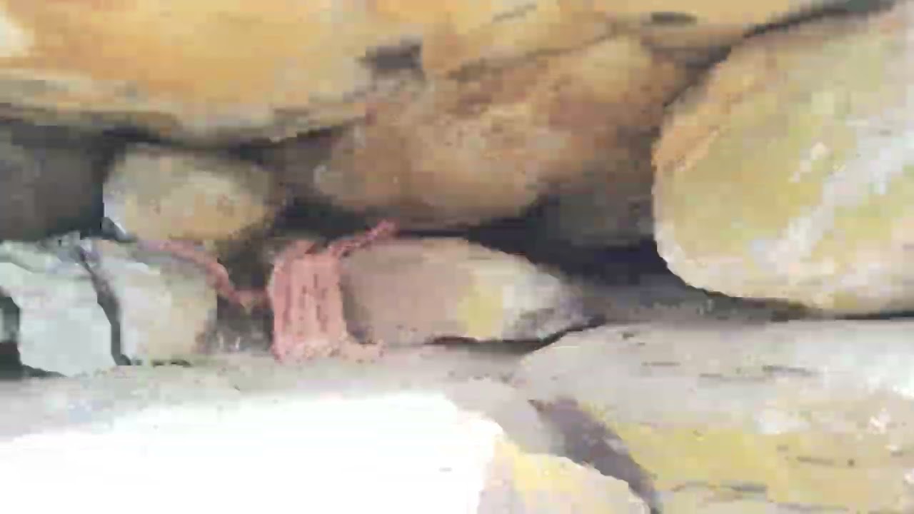 Teladhkund 15 01 2026