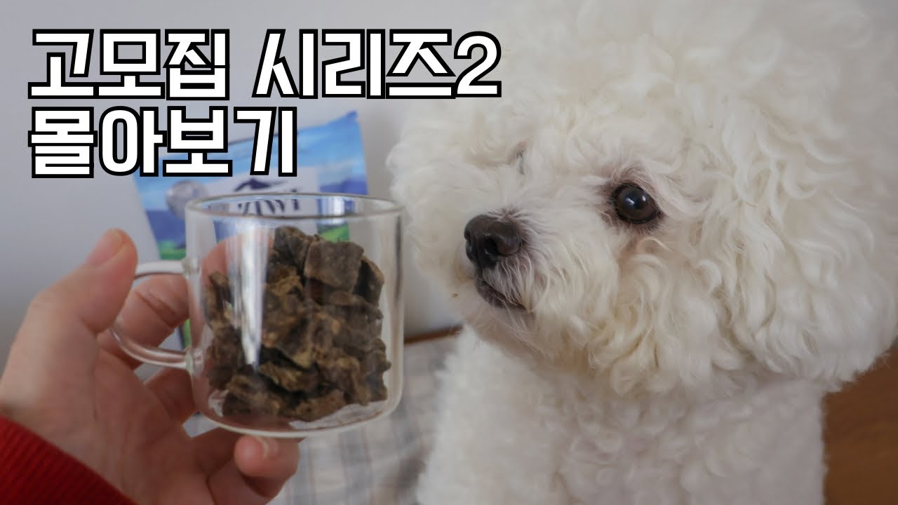 [고모집 시리즈 2 몰아보기 🎬]  신혼집에 적응하기 1일차 부터 5일차까지 🐶🐾