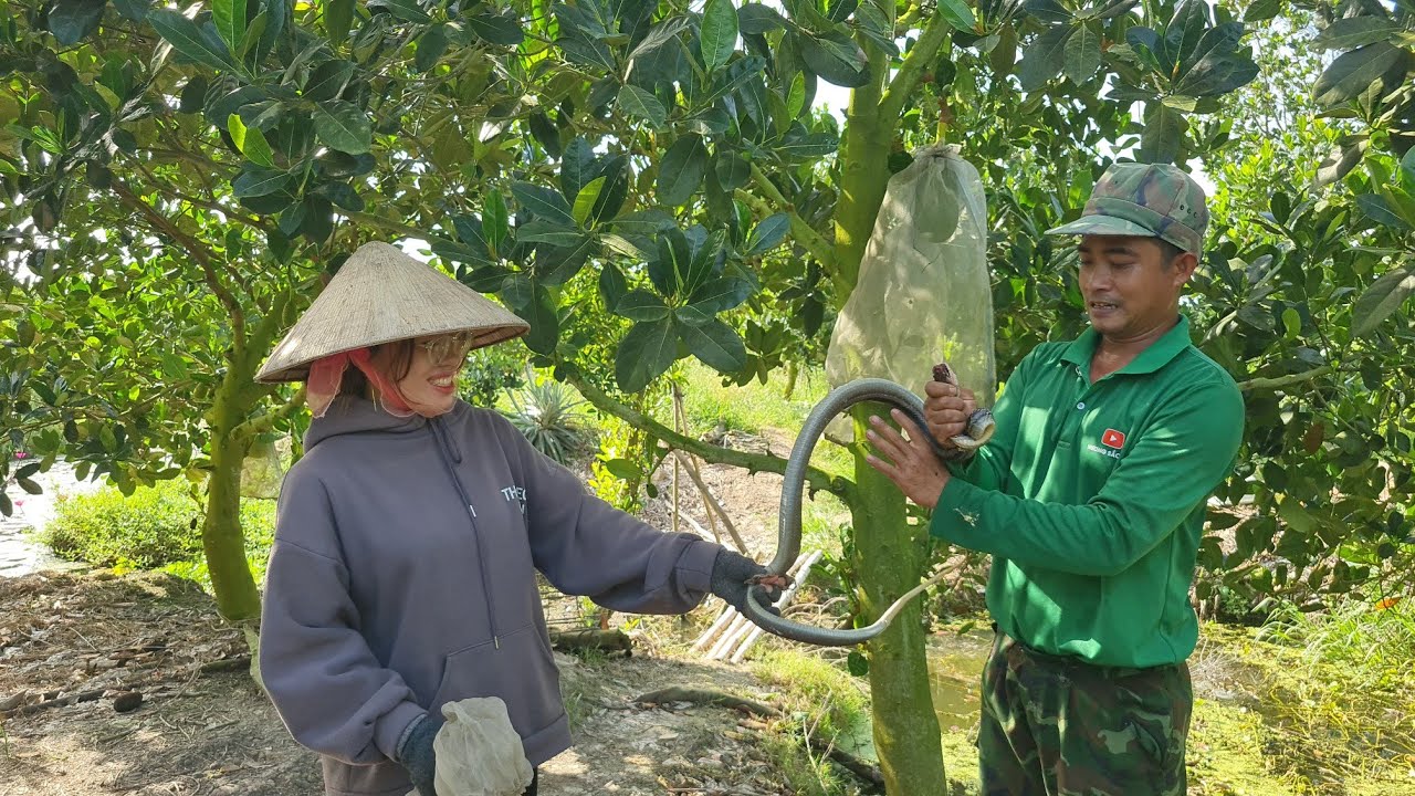 3 Loại Rắn Hổ Nấu Đậu Xanh Nhúng Rau Má Lai Rai Cùng Dượng Ba &_Anh Việt...| HSQ 181