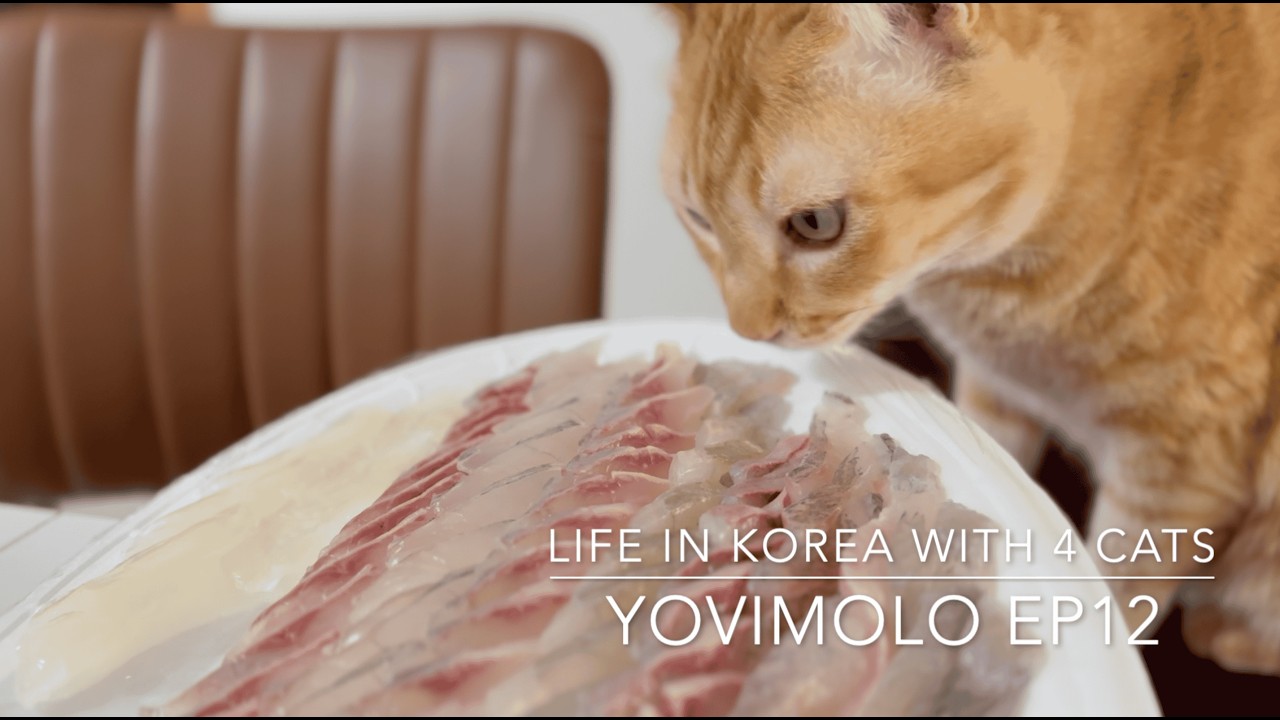 고양이 4과 보낸 2026년 설날 휴일 같이 회 먹기~ | Yovimolo Ep12