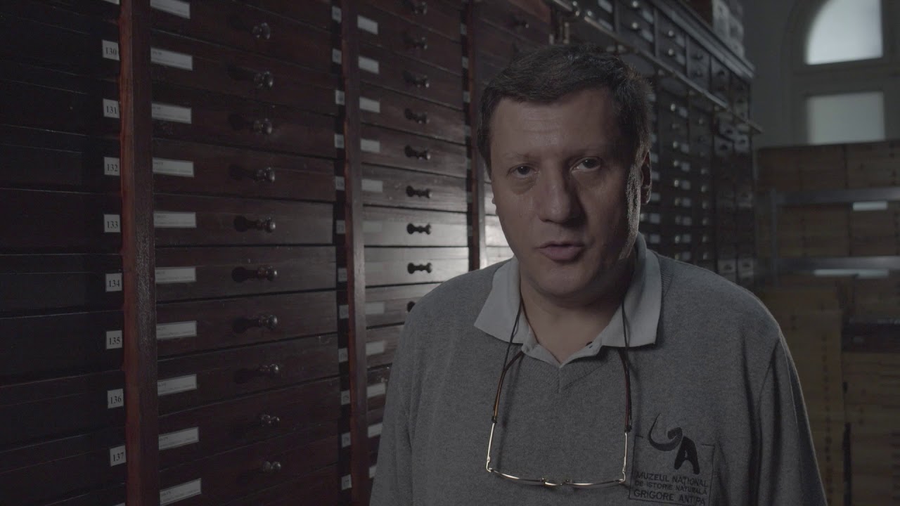 Stiinta iti da aripi -Tur ghidat: Colectiile de fluturi ale Muzeului Antipa  Dr. Mihai STANESCU