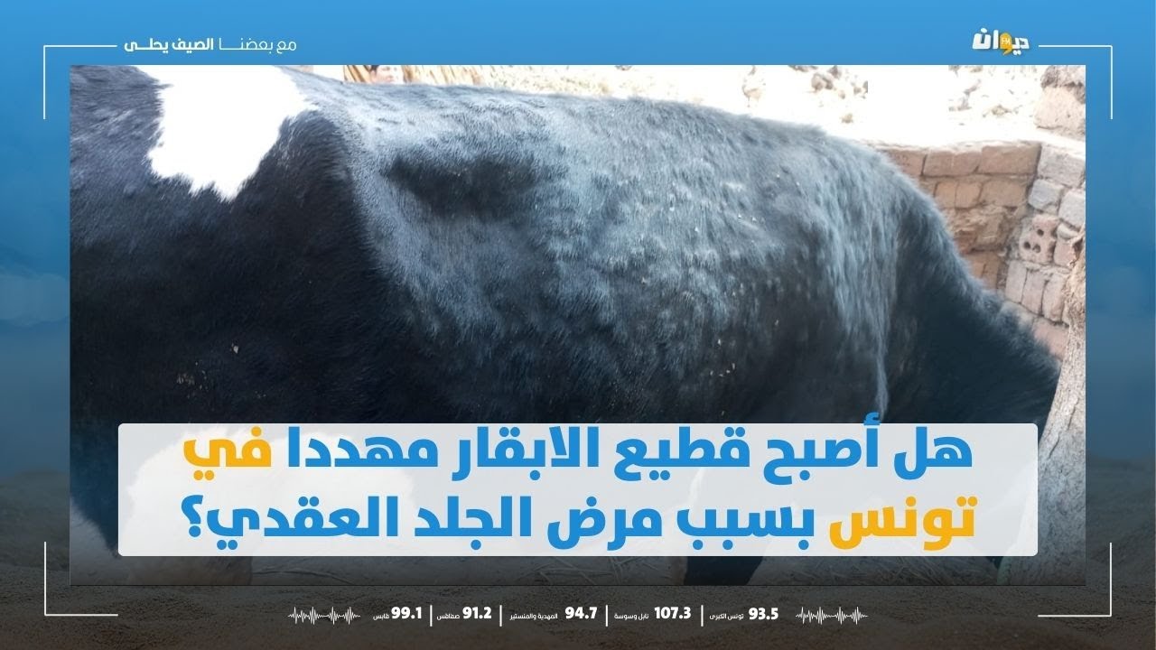 هل أصبح قطيع الابقار مهددا في تونس بسبب مرض الجلد العقدي؟