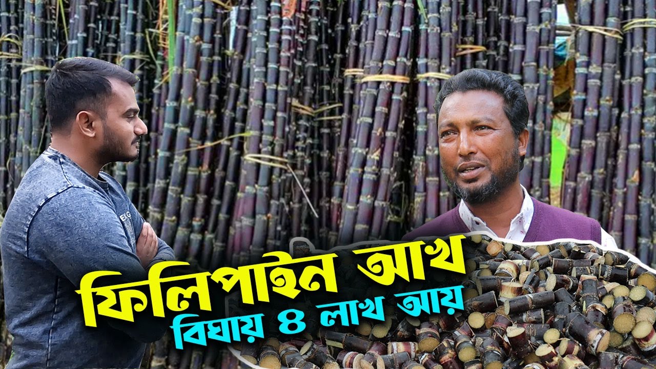 ফিলিপাইন আখ চাষ করে বিঘায় ৪ লাখ টাকা বিক্রি কৃষকের | উদ্যোক্তার খোঁজে