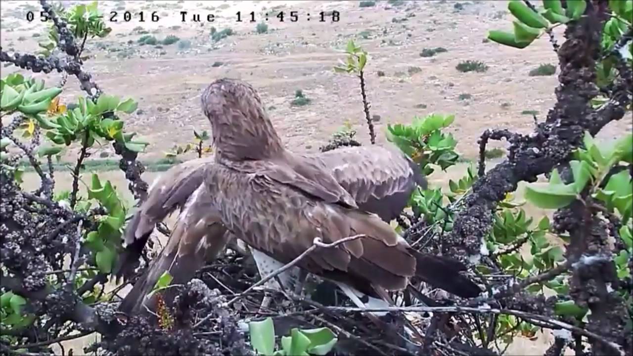 Israel Raptor Nest Cam 24 5 16