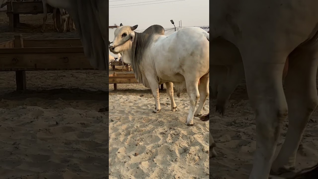 Sibbi Bulls collection &hearts;️#binsaadcattlefarm #qurbani2025 #cattleworld #bull