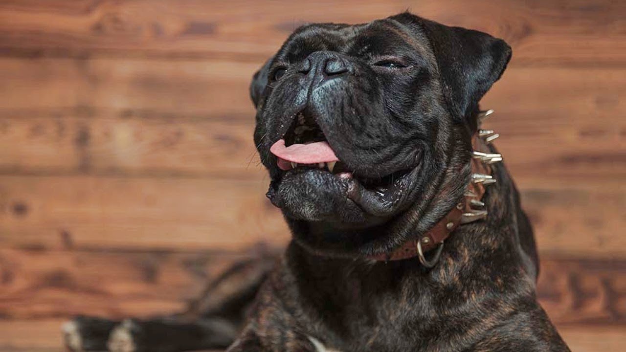 What You Really Need To Know About Kennel Cough In Dogs